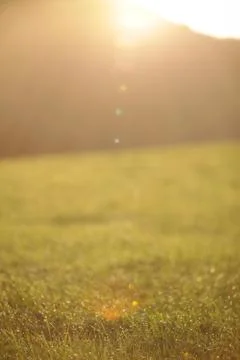 Sunlit grassland Stock Photos