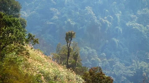 Sunlit Grassy Hillside with Forested Mountain Background Stock Footage 329839238