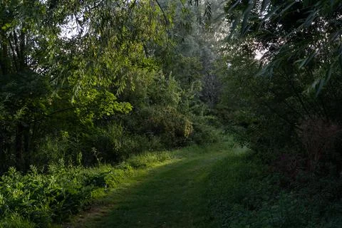 Sunlit grassy path at dusk Stock Photos