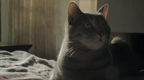 Sunlit Gray Cat on Bed, Close Up Stock Footage 39103889