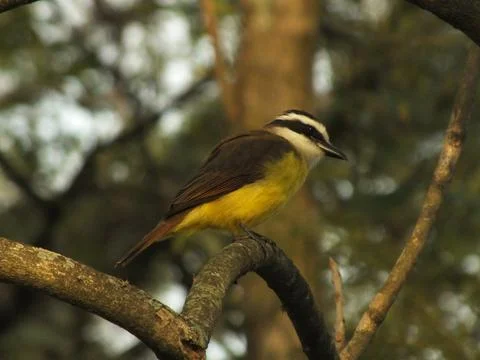 Sunlit Greater Kiskadee Foto stock
