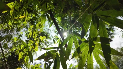 Sunlit Green Bamboo Leaves in Tranquil Asian Setting Stock Footage 276094945