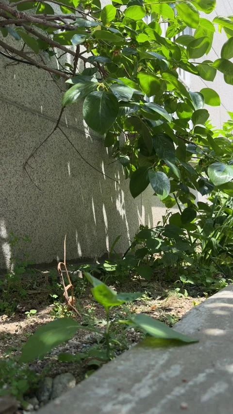Sunlit Green Branches Casting Leaf Shadows on a Gray Wall Background Stock Footage 340416642