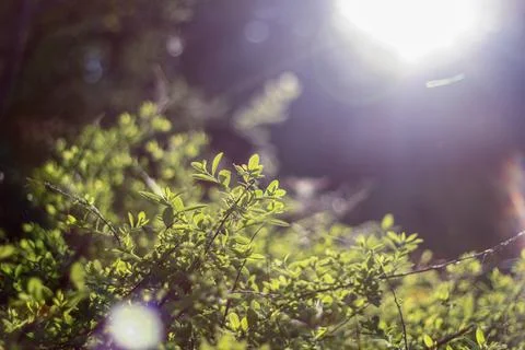 Sunlit Green Branches Foto stock
