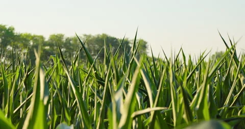 Sunlit green corn leaves framing a distant tree line under clear sky, 8K Stock Footage 339246495