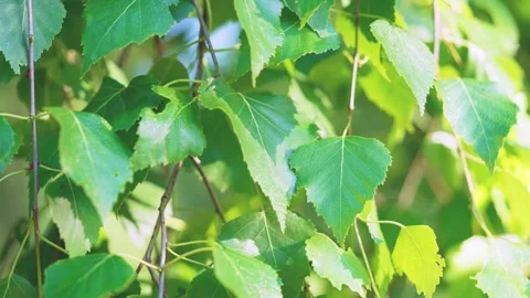 Sunlit green deciduous leaves backlit by bright natural sunlight with glossy hig Stock Footage 342053134