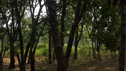 Sunlit Green Field Seen Through Forest Trees Stock Footage 328822826