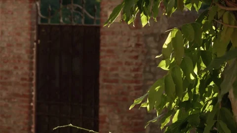 Sunlit Green Foliage Against Rustic Brick Wall and Wrought Iron Gate Stock Footage 346016899