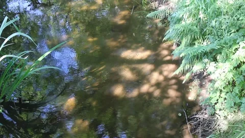 Sunlit green foliage and small river flowing in dense woodland Stockbeeldmateriaal 338011816