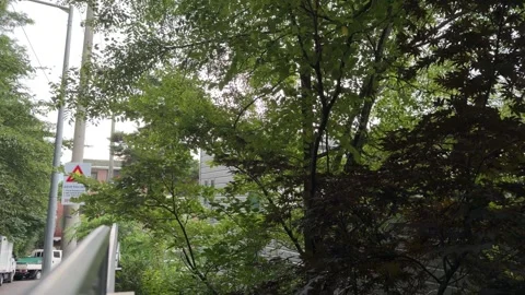 Sunlit Green Foliage Framing Steep Hillside Residential Street Video stock 342410436