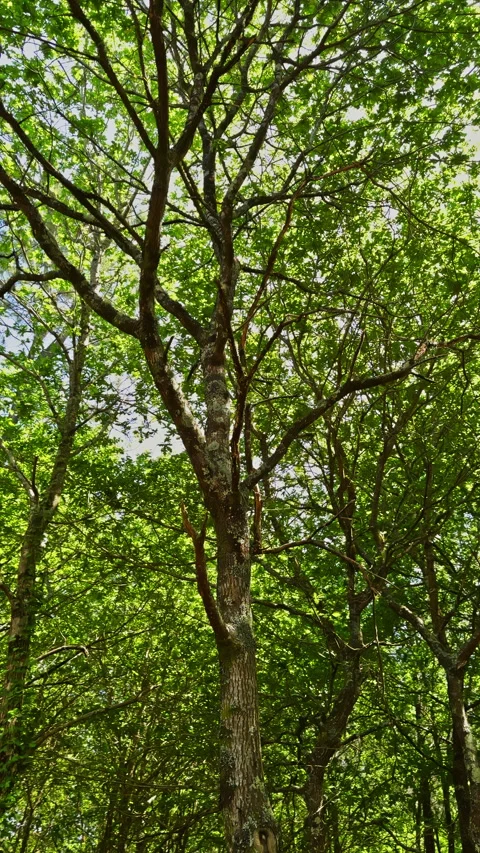 Sunlit Green Forest Canopy View Stock Footage 277748503