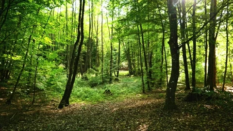 Sunlit Green Forest Clearing Video stock 330369893
