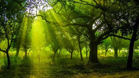 Sunlit Green Forest with Dramatic Sun Rays Through Trees Stock Photos
