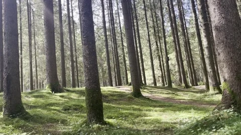 Sunlit Green Forest with Moss Covered Ground and Evergreen Trees Stock Footage 340109377