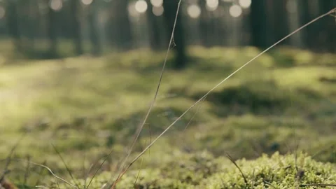 Sunlit Green Forest Scene Stockbeeldmateriaal 346315032