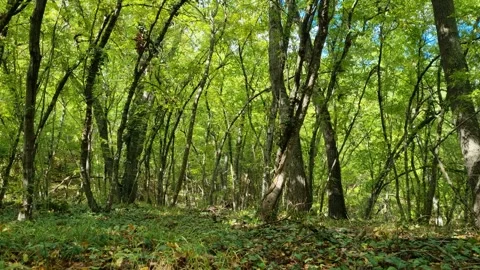 Sunlit green forest with tall trees and natural beauty Stock Footage 319742587