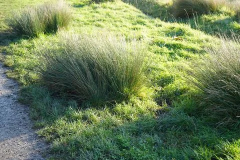 Sunlit Green Grass And Path, Gedling Country Park, Nottingham, England Stock Photos