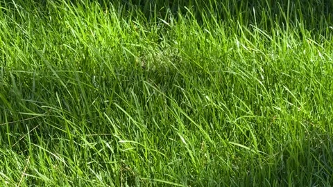 Sunlit Green Grass Field Stock Footage 306919408