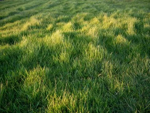 Sunlit Green Grass Field Texture Fotos Stock