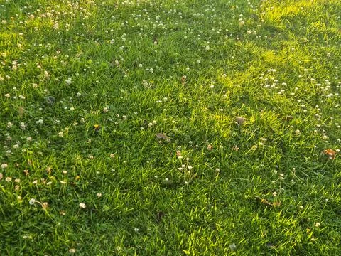 Sunlit Green Grass Meadow with Tiny Wildflowers Stock Photos