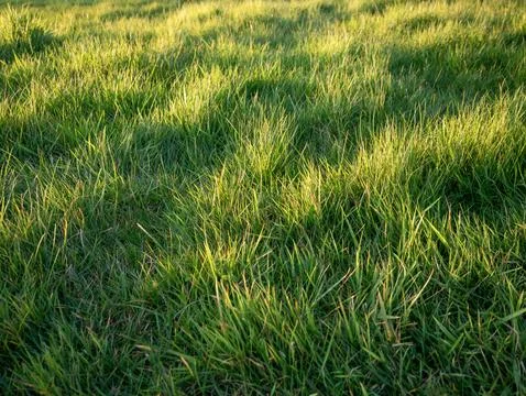Sunlit green grass texture in a meadow Foto stock