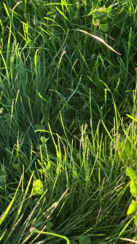 Sunlit green lawn featuring long grass blades mixed with various broadleaf weeds Stock Footage 330111767