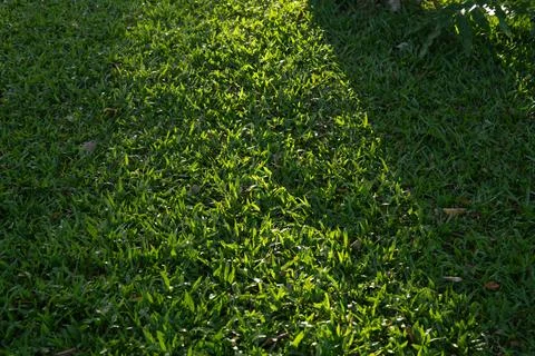 Sunlit green lawn with soft tree shadow across fresh tropical grass in a qu.. Stock Photos