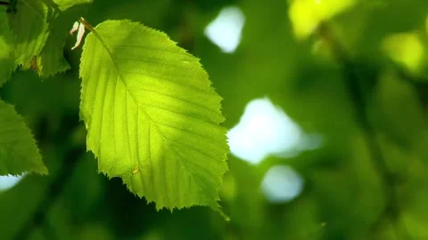 Sunlit Green Leaf Close-Up in Forest Canopy Video stock 327193593