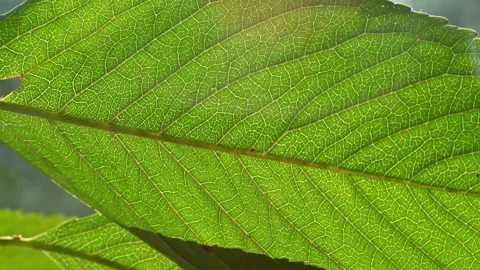 Sunlit Green Leaf Closeup. Stock Footage 306062711
