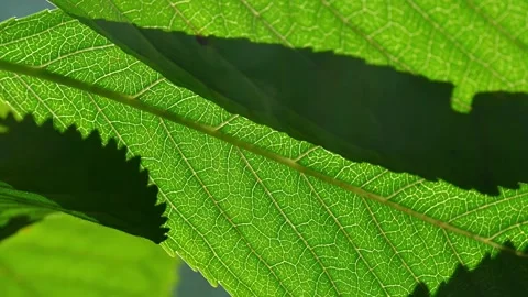 Sunlit Green Leaf CloseUp. Stock Footage 306062712