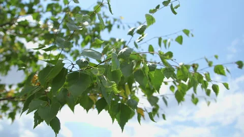 Sunlit green leaves and branches against blue sky 스톡 동영상 336467189