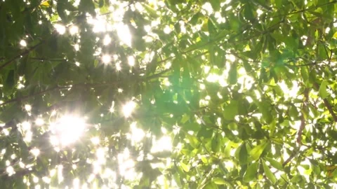 Sunlit Green Leaves Canopy. Stock Footage 306285915