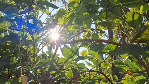 Sunlit Green Leaves Canopy Vídeo Stock 331658623