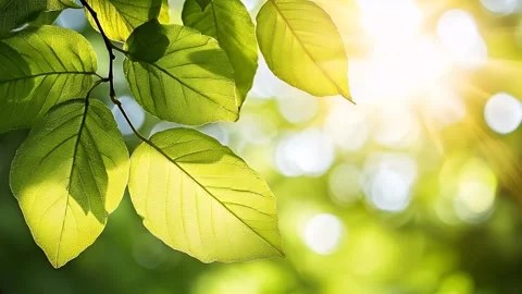 Sunlit Green Leaves Stock Footage 307180970