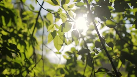 Sunlit Green Leaves with Forest Canopy. Video stock 306285765