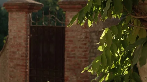 Sunlit Green Leaves Framing Rustic Brick Wall and Iron Gate Stock Footage 346345528
