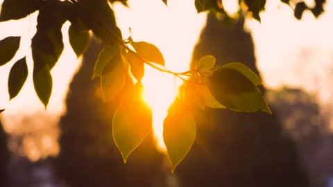 Sunlit Green Leaves Glowing During Golden Hour in a Peaceful Park Setting Stock Footage 342333283