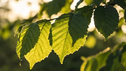 Sunlit Green Leaves with Soft Movement, Peaceful Nature Scene Video stock 326678028