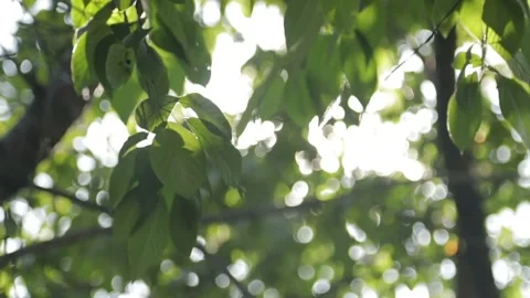 Sunlit Green Leaves with Summer Tree. Video stock 306286953