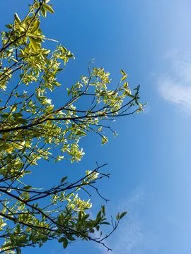 Sunlit Green Leaves on Tree Branches Against Clear Blue Sky. Stock Photos