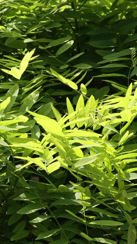 Sunlit green leaves waving in wind with bright backlight. Vertical 库存影片 334658445