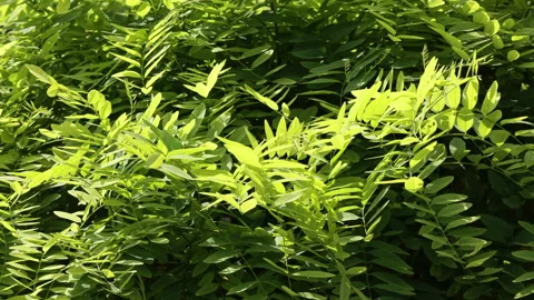 Sunlit green leaves waving in wind with bright backlight Stock Footage 334709227