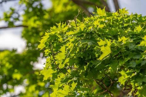Sunlit green maple leaves on a backyard tree branch Stock Photos