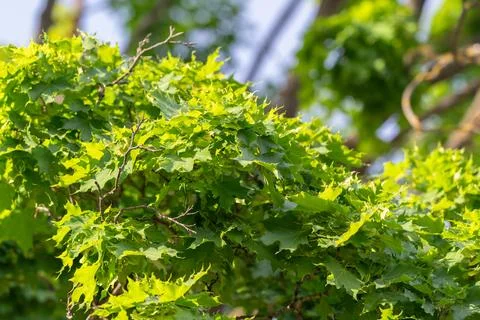 Sunlit green maple leaves on a dense outdoor branch Stock Photos