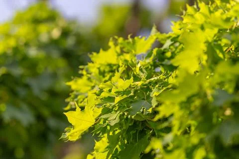 Sunlit green maple leaves on a summer branch Stock Photos
