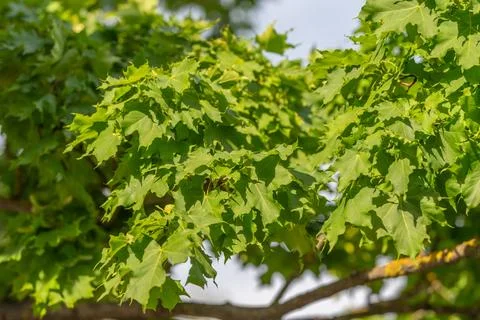 Sunlit green maple leaves on a tree branch Stock Photos