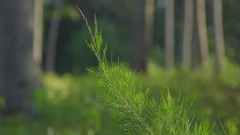 Sunlit Green Pine Branch In Soft Focus Forest Stock Footage 336214436