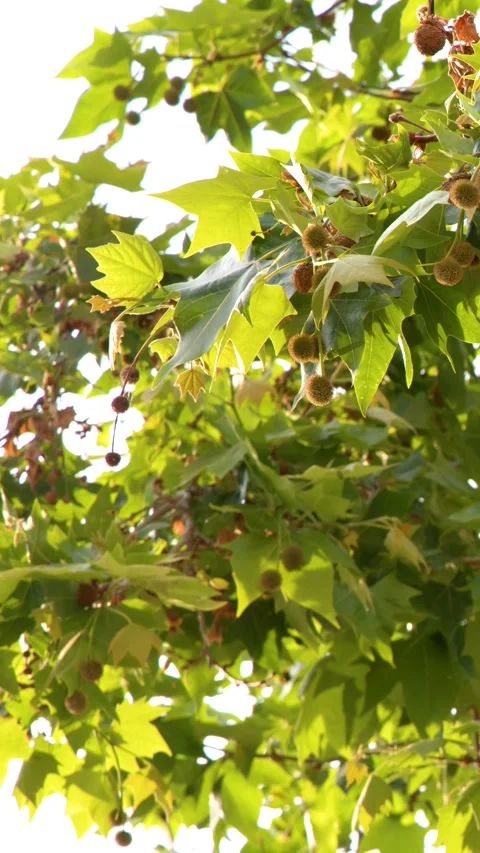 Sunlit Green Plane Tree Leaves and Seeds in Summer Breeze Stock Footage 337917944