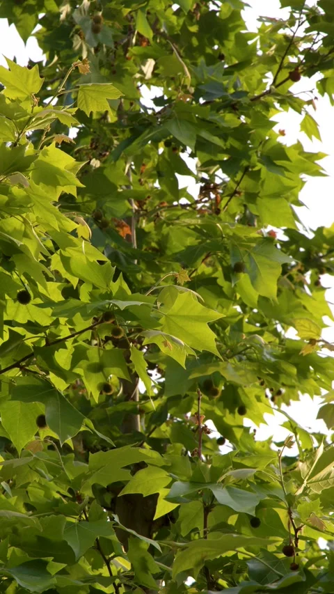 Sunlit Green Plane Tree Leaves Swaying Gently in Summer Breeze Stock Footage 337994880