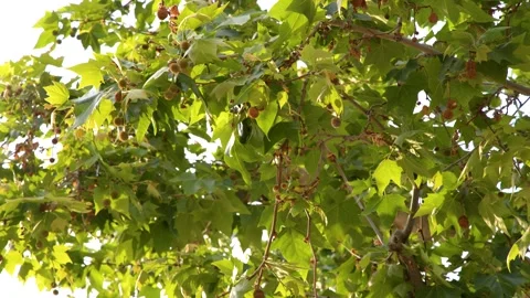 Sunlit Green Plane Tree Leaves Swaying in Summer Breeze Stock Footage 337997681